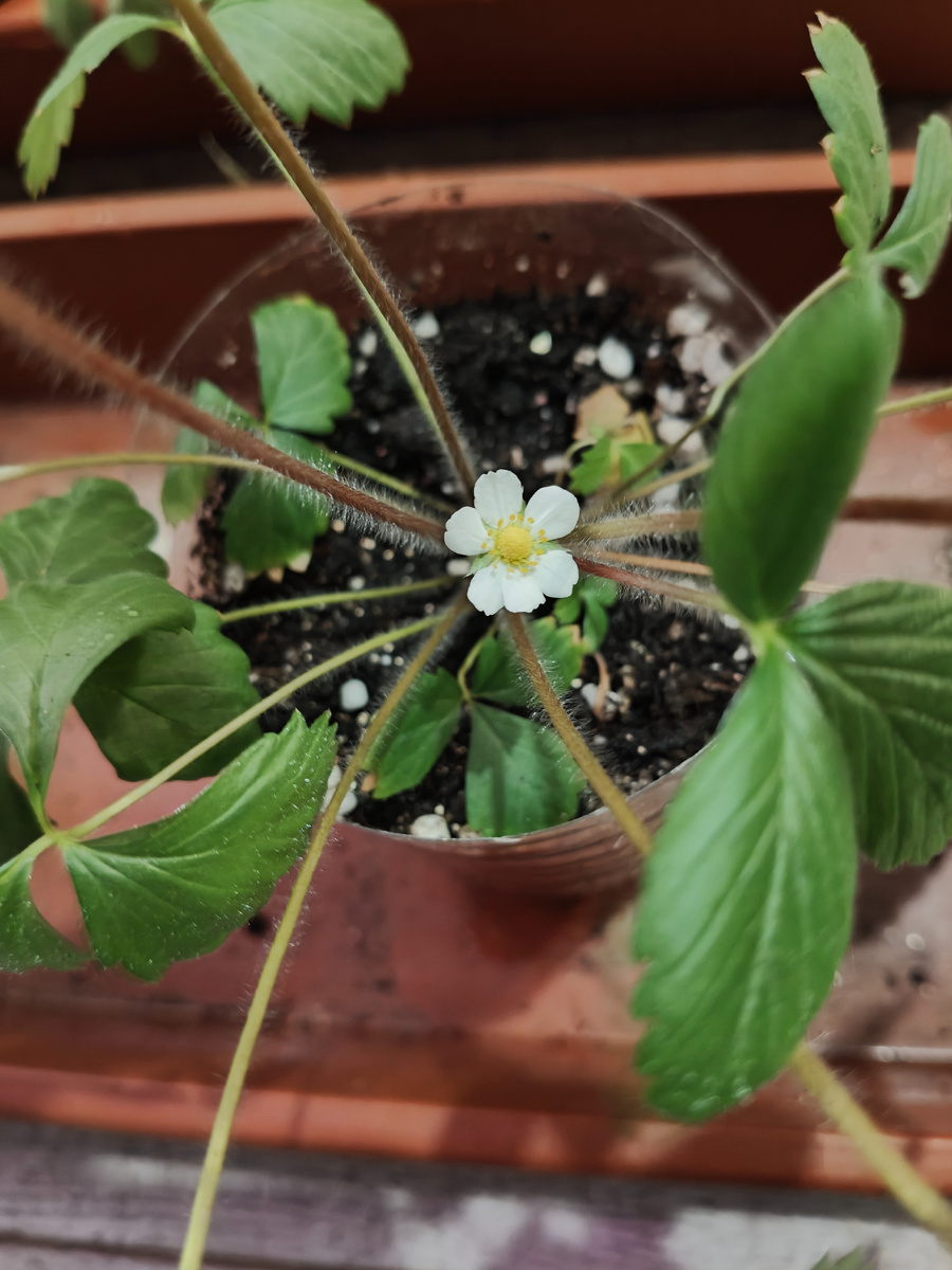 Земляника зацвела ещё дома в мае на окне. 