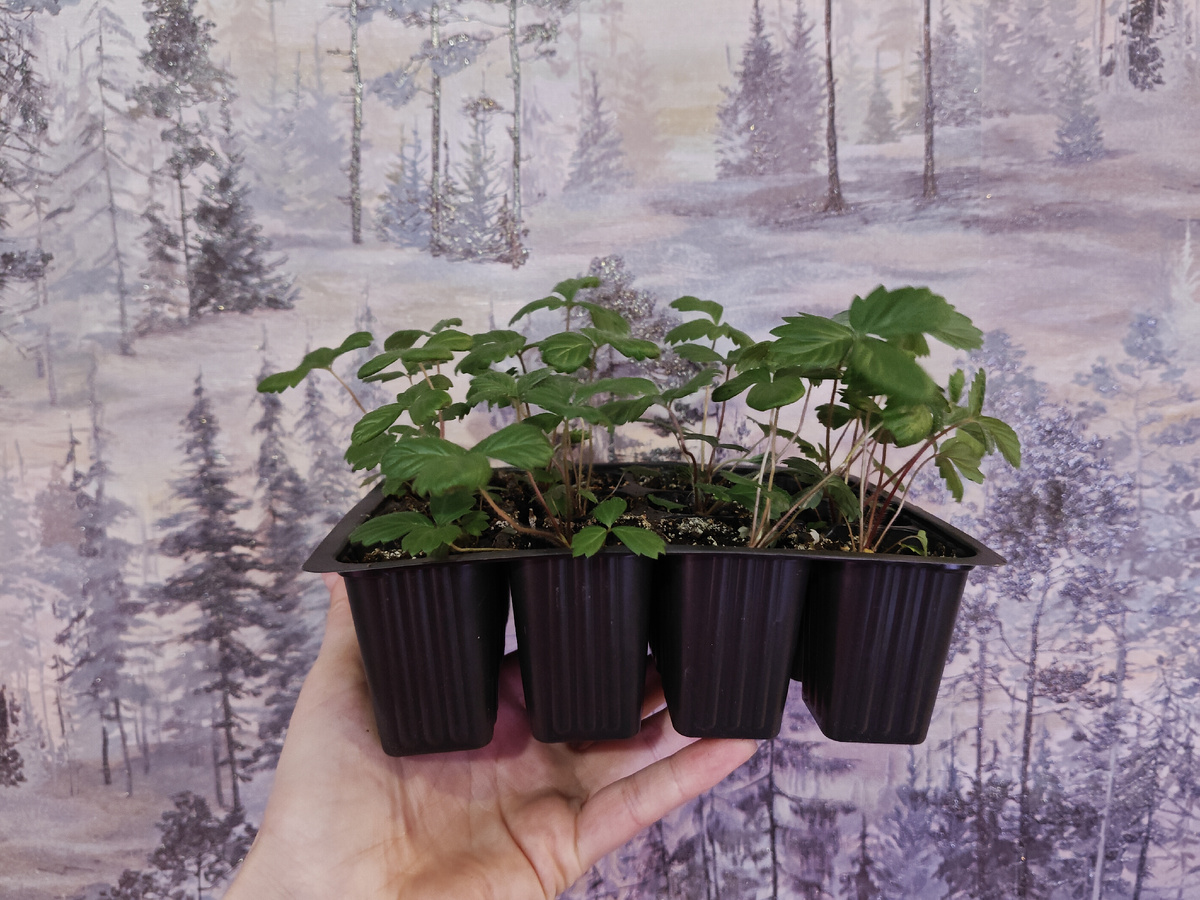 Земляника Александрина, 8 февраля 2026. Два с половиной месяца от всходов.