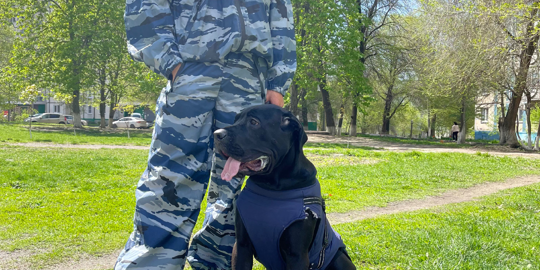 Что же такое дрессировка собак?