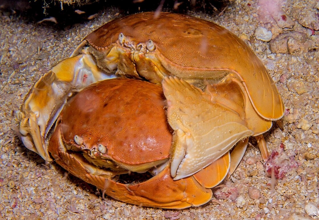 Самцы крабов носят самок на руках не из-за романтики. Так они защищают свою добычу от соперников и ждут, пока самка не начнёт линять. Ведь оплодотворить икру самцы могут только во время линьки самок, так устроен их панцирь.