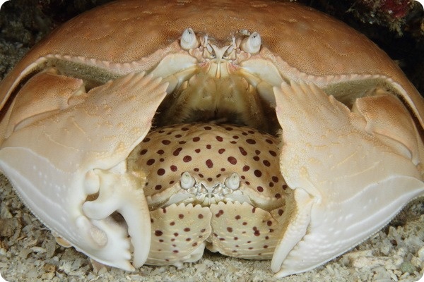 Милая, после линьки ты стала очень привлекательной.— Да, дорогой, я стала какой-то очень мягкотелой и доступной.