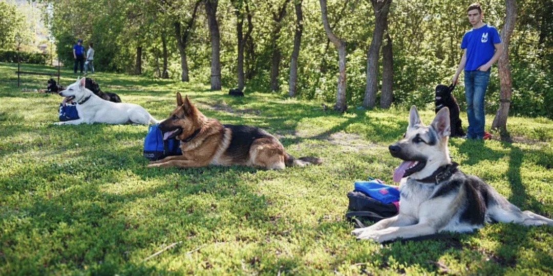 ОКД или общий курс дрессировки