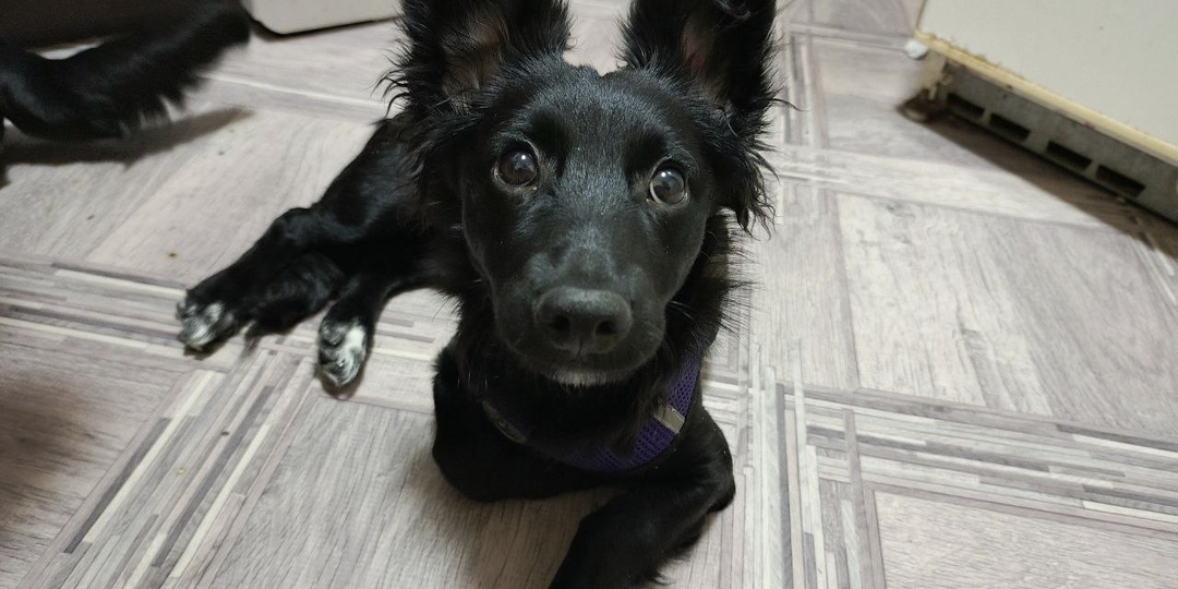 Чудесное воскресное утро. Привет от Кроша