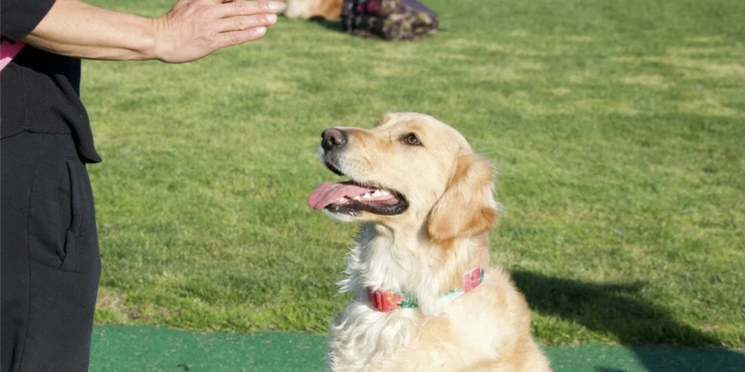 Какие собаки лучше поддаются дрессировке?