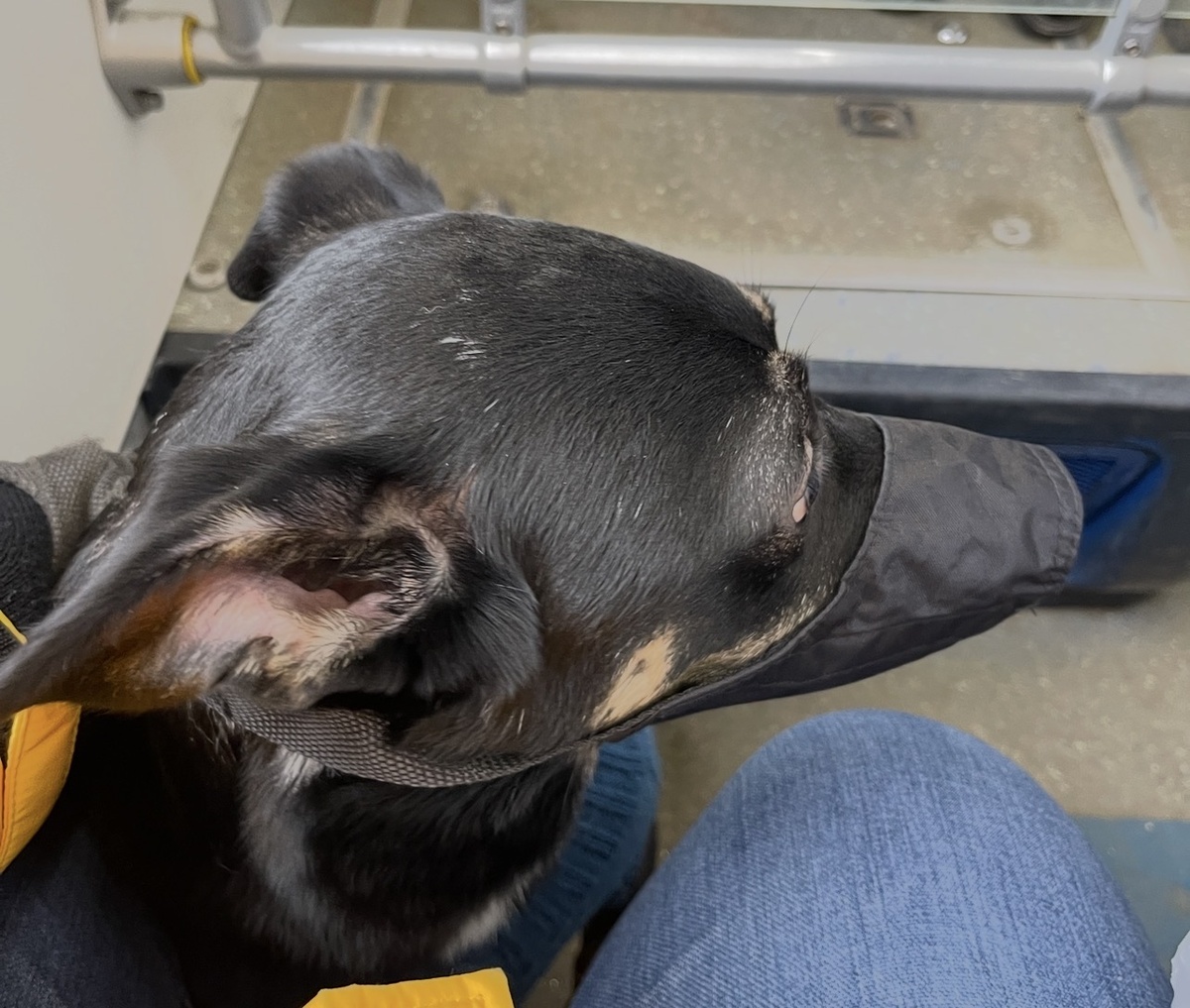 Это я в автобусе. Тут на мне первый намордник, который у меня появился дома.