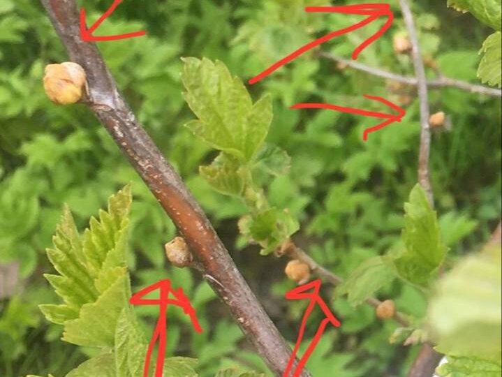 Два главных врага смородины: почковый клещ и стеклянница