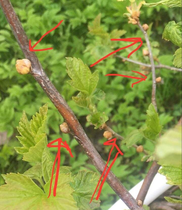 почковый клещ на смородине