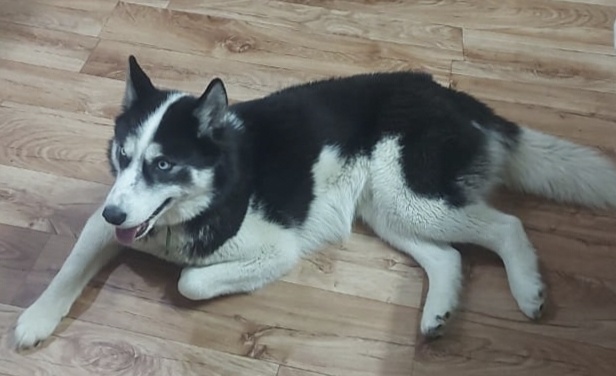 Утро начинается с голубоглазого привета от хаски Евы