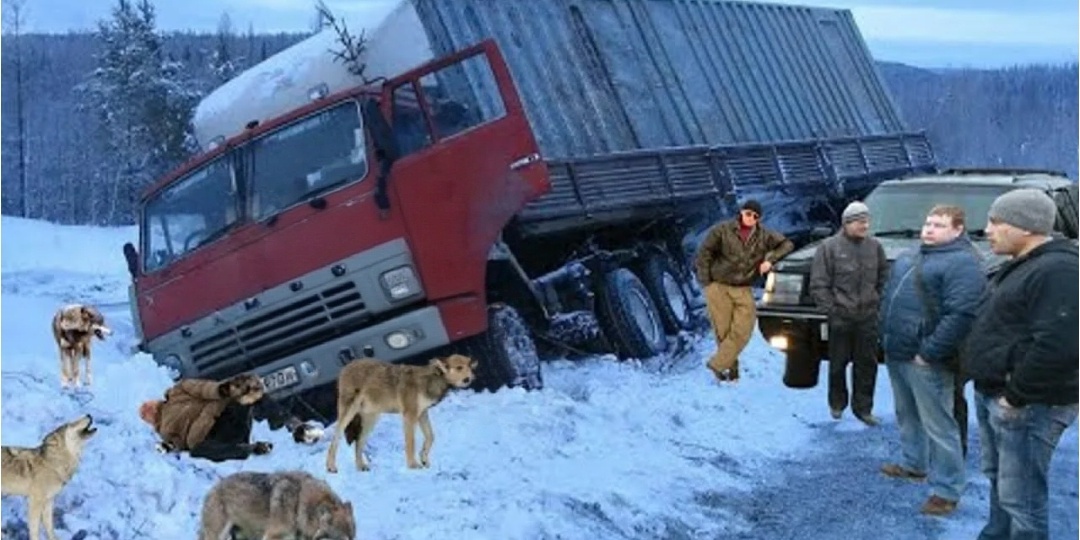 Бандиты поймали дальнобойщика и связали. Но вдруг из леса выбежали волки. А что произошло дальше поразило всех
