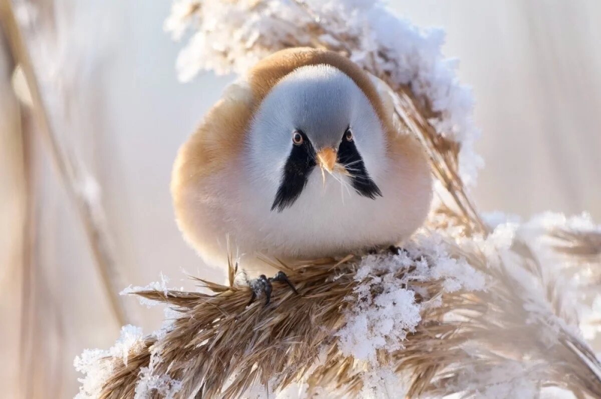    Редкие усатые синицы из Красной книги появились в Приморском районе