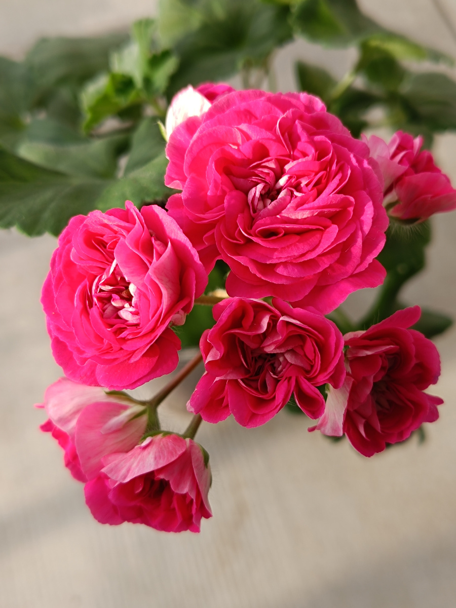 ЮГ Вино Любви. Ну разве не чудо! 