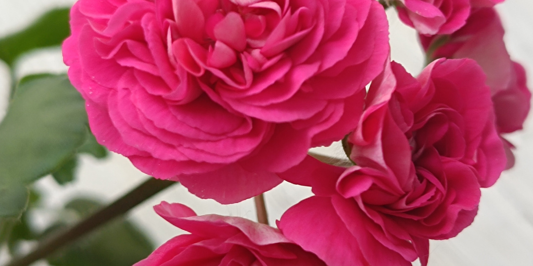 ЮГ Вино Любви