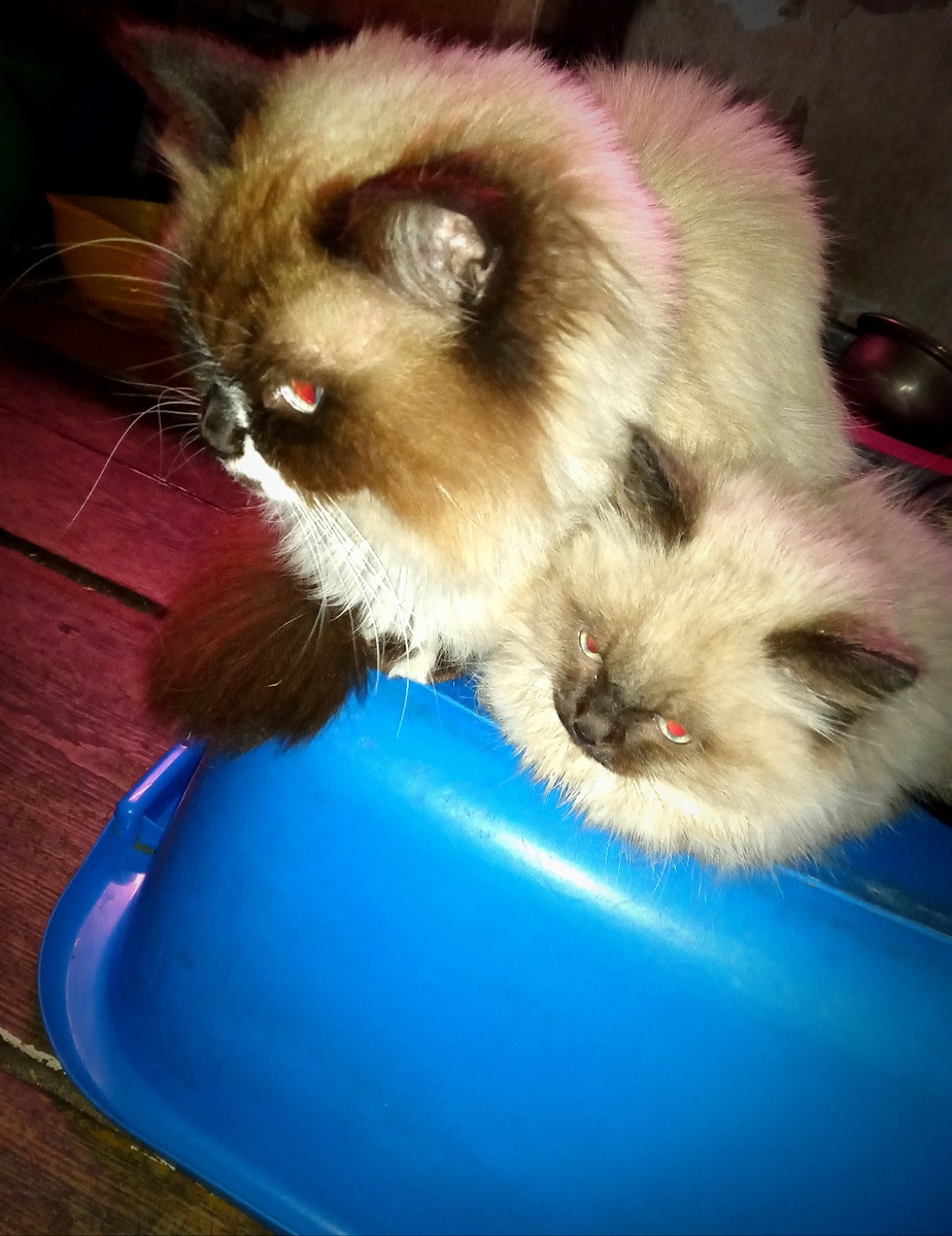 Барсик и сын Тихон. Бука под тазом.