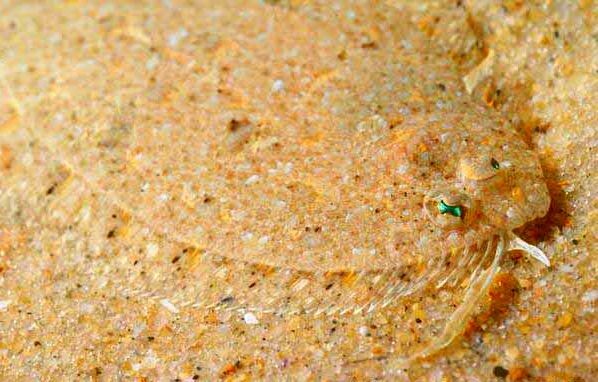 Арноглосс-пелудилья 