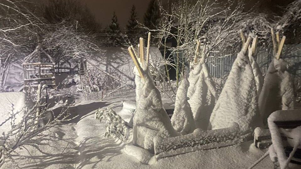 Нужно ли укрывать саженцы в феврале, если сильные морозы уже были?