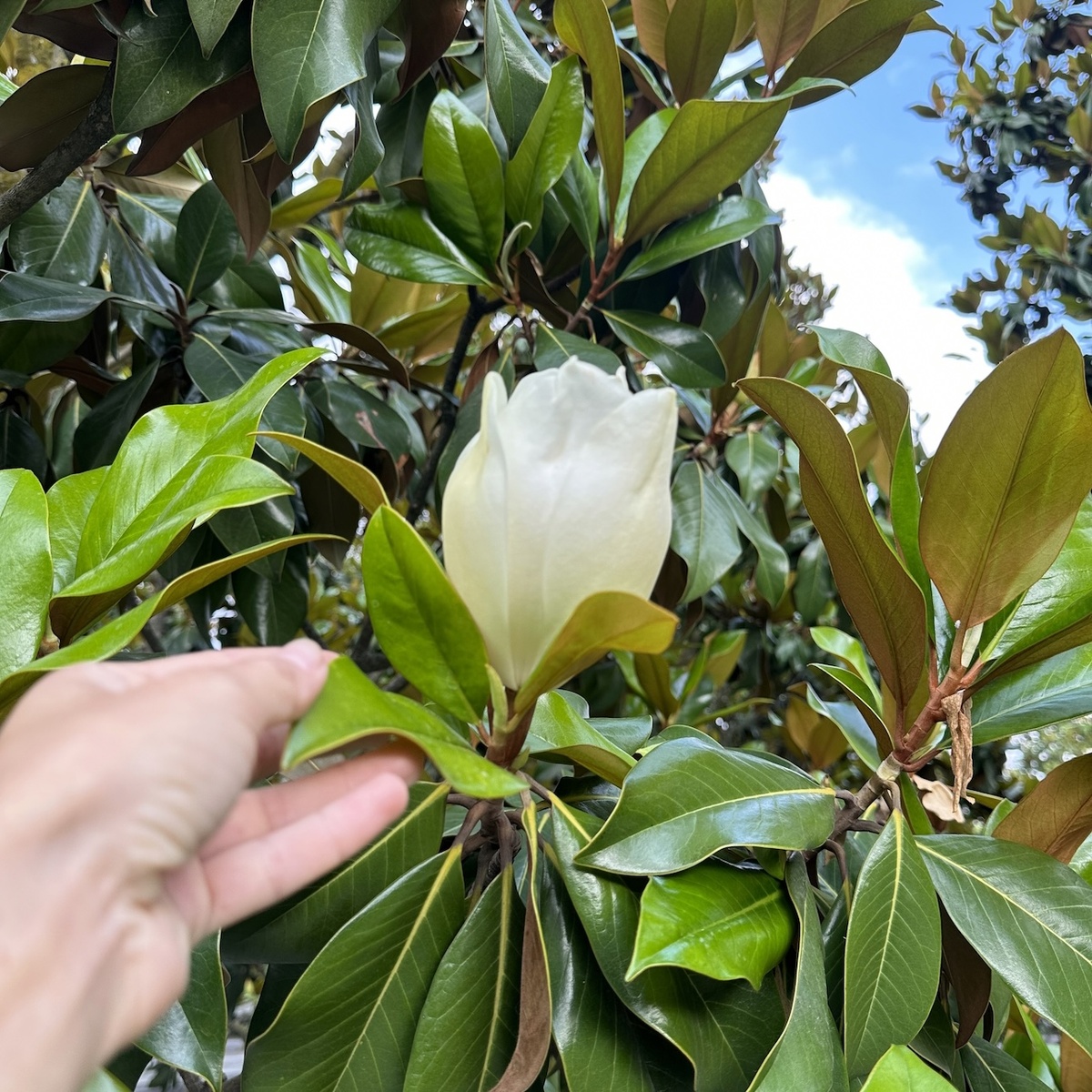 Взрослое растение магнолии