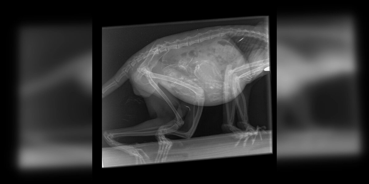    Фото: Парк птиц "Малинки"