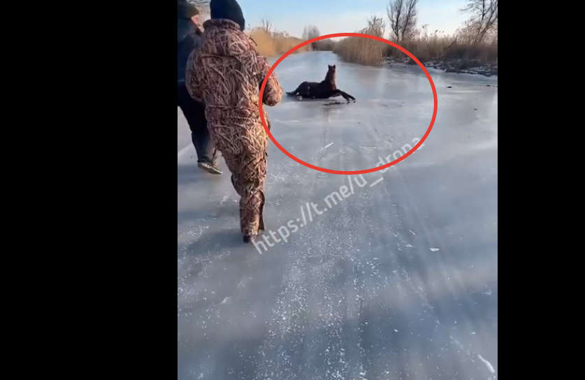    Лошадь пыталась встать, но снова и снова падала, так как копыта разъезжались