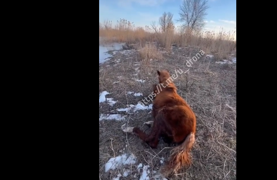    На берегу лошадь немного полежала, набираясь сил.