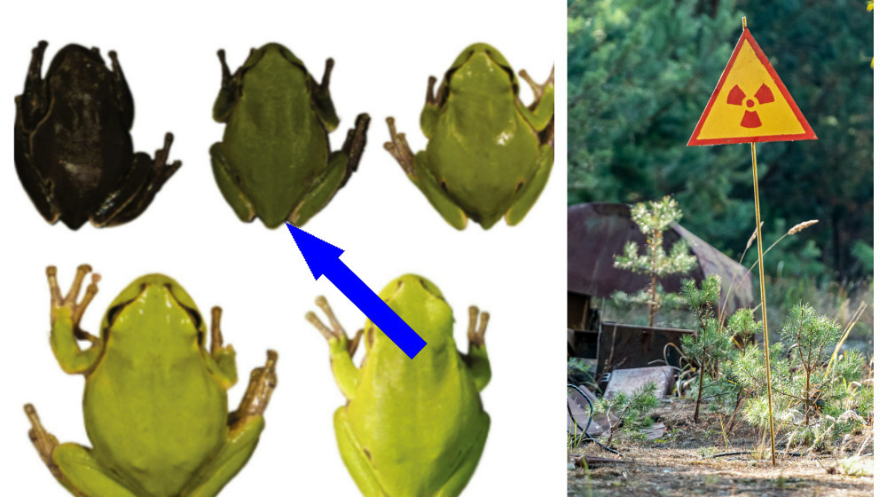    Как Черный грибок Чернобыля пожирает радиацию и покоряет мир