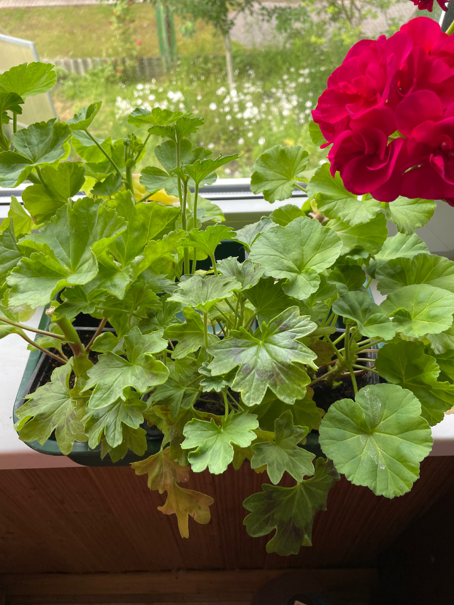 Пеларгония в феврале 