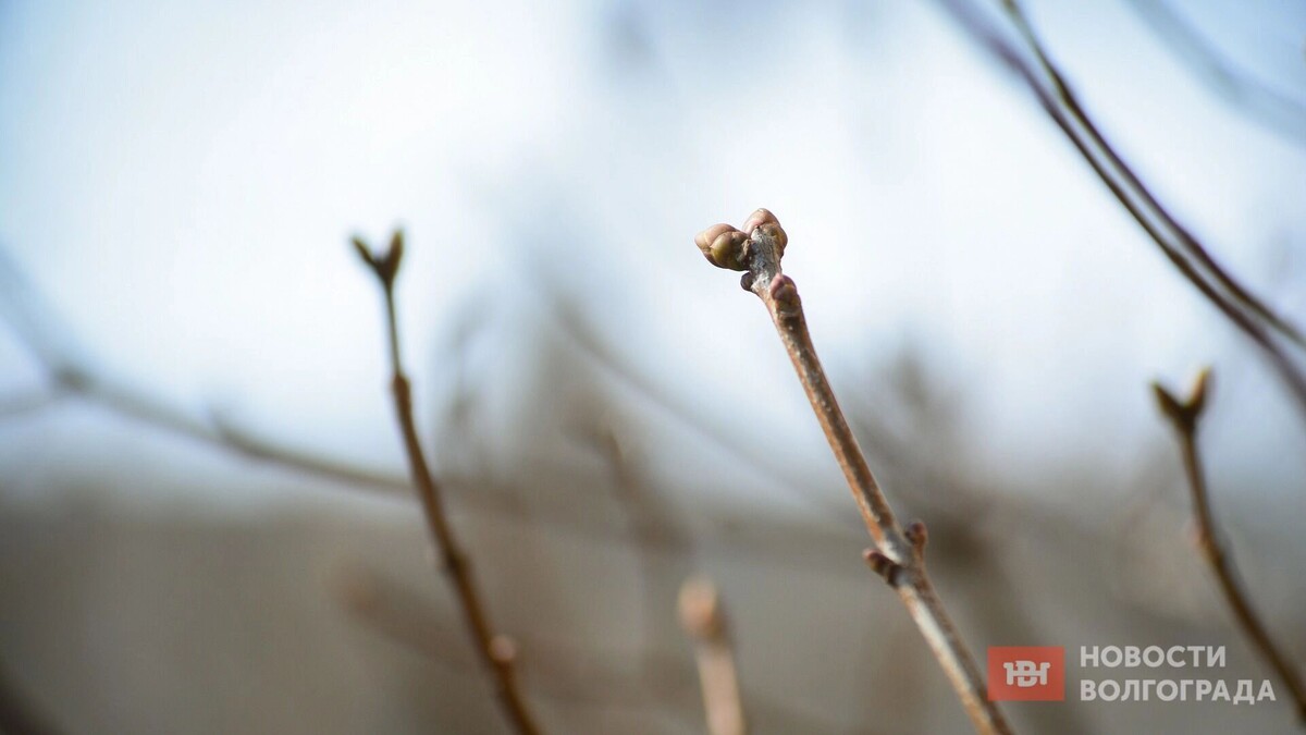    В Волгограде ожидается потепление   novostivolgograda.ru