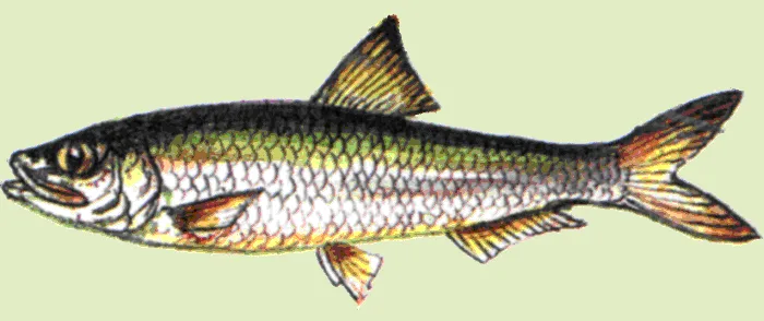 Абрауская тюлька