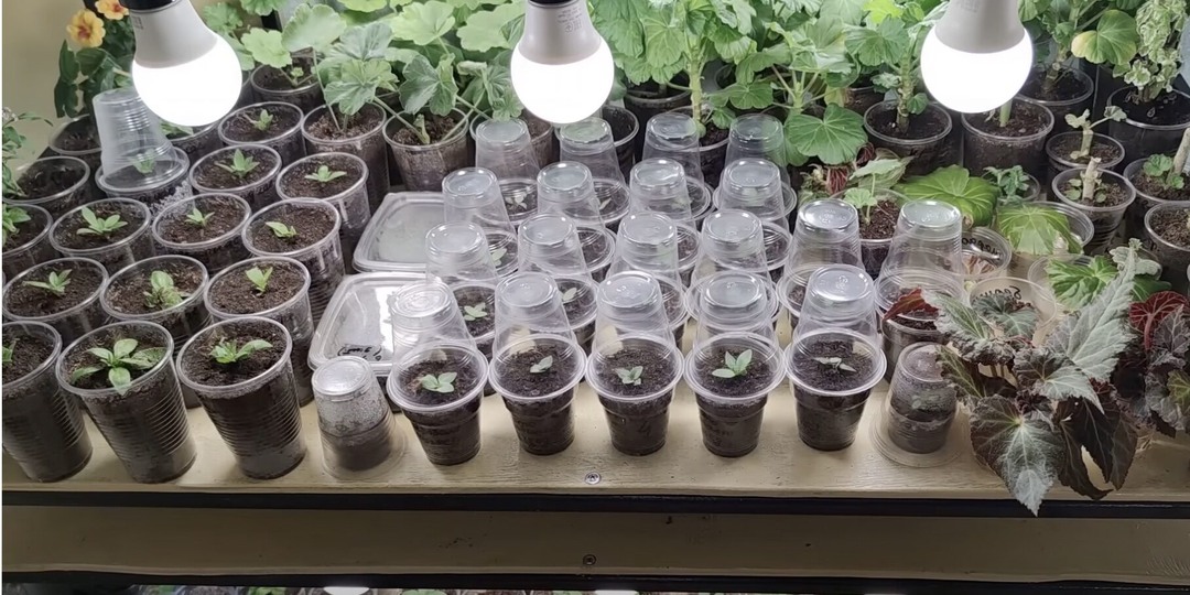 Рассада эустомы в середине февраля, какая забота ей нужна сейчас