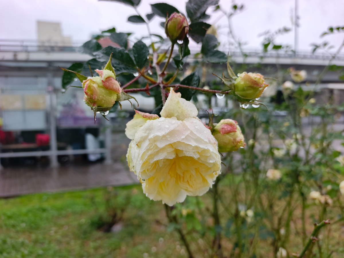 Адлер, февраль 2026 года