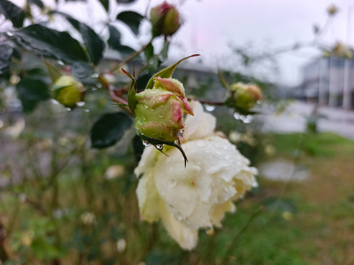 Адлер, февраль 2026 года