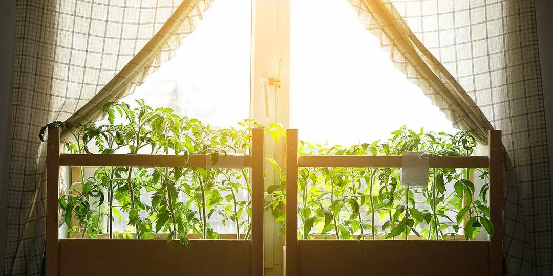 Делаю это каждое утро — рассада стоит как солдатики