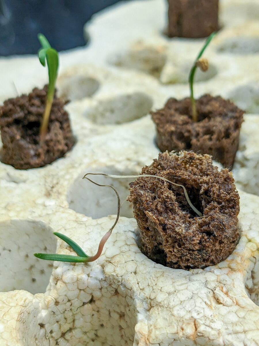 Почему рассада падает и ложится — 5 причин, которые вы не связываете между собой