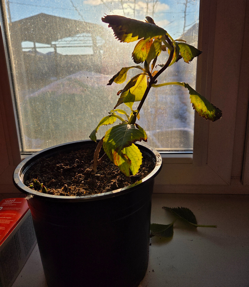 Вот так выглядела замерзшая гортензия 25 декабря. Тогда ударили первые серьезные морозы. Фото: Зеленая леди, сад, семья и томатный сок