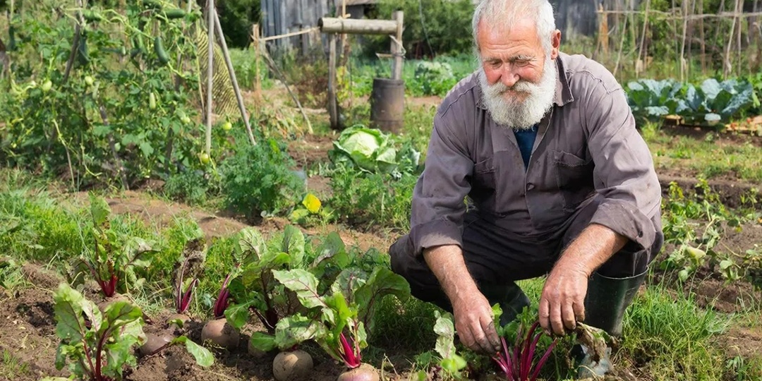 Эти 2 сорта свеклы однажды нам посоветовал агроном, теперь всегда их сажаем 🌱