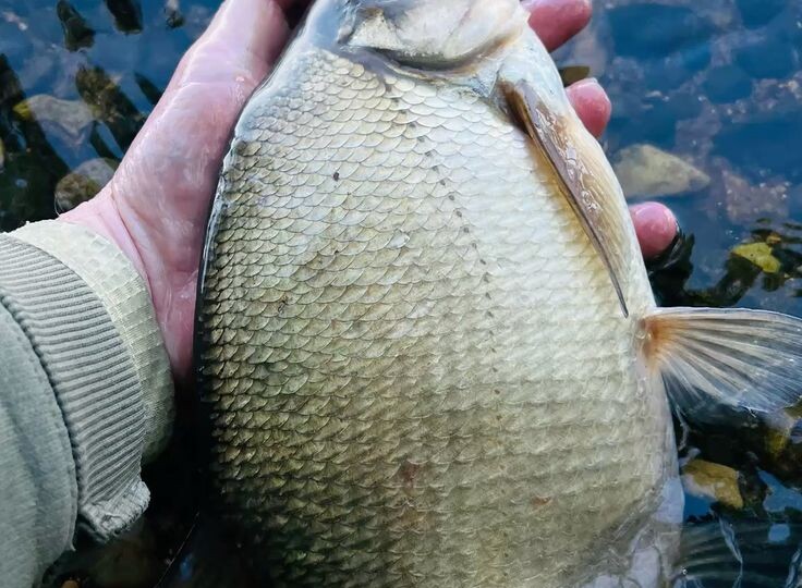 Как случай помог поймать крупного леща.