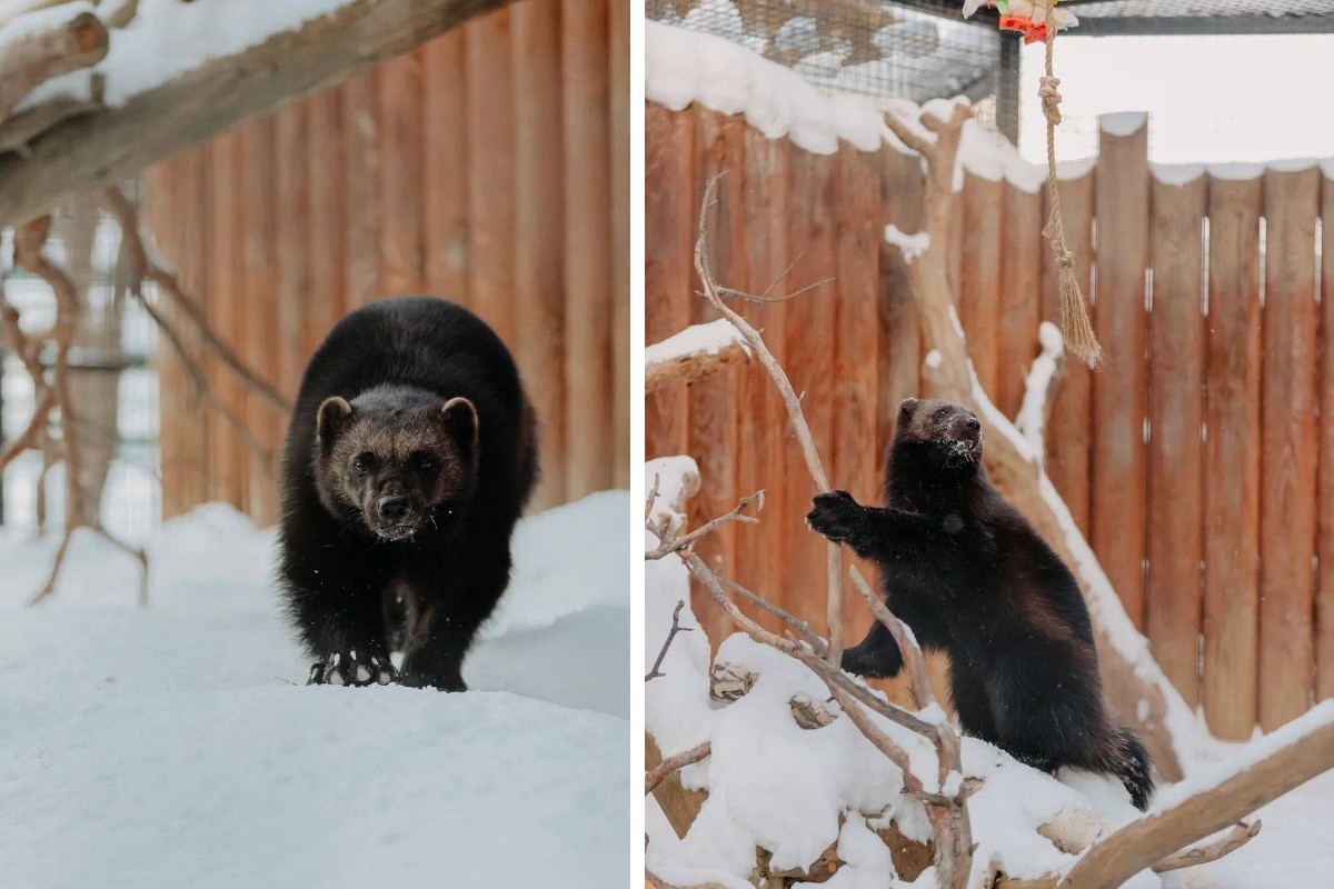    Фото: Егор Голубкин | ТГ-канал "Челябинский зоопарк"