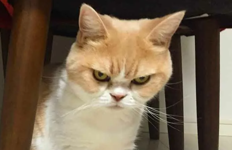 Психологические травмы у котов: как одно событие может навсегда сломать характер