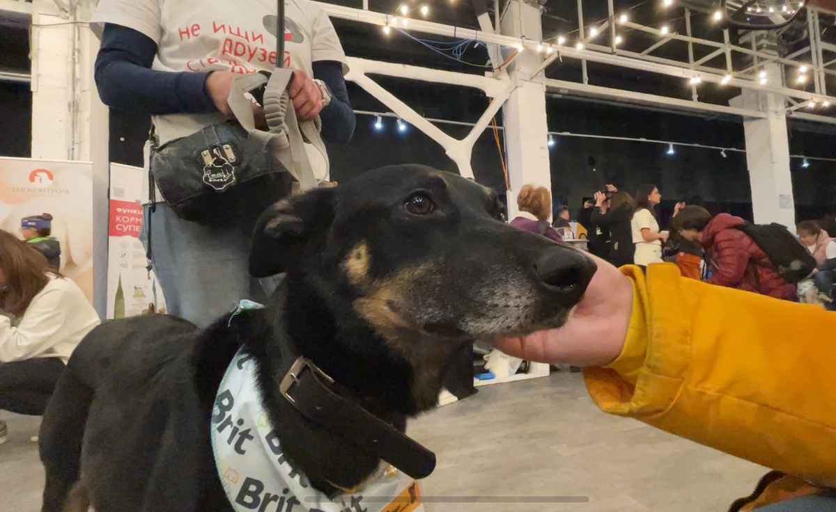 Это я на фестивале «Собаки, которые любят...» с человеческой рукой в кадре 🤭