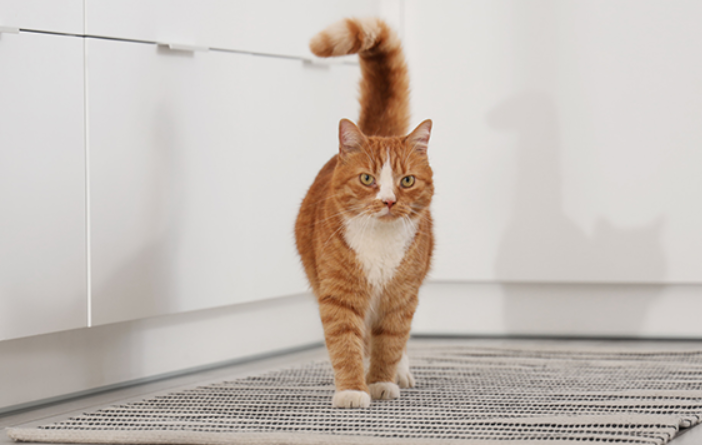 Кот метит территорию: как понять, простить и отучить навсегда