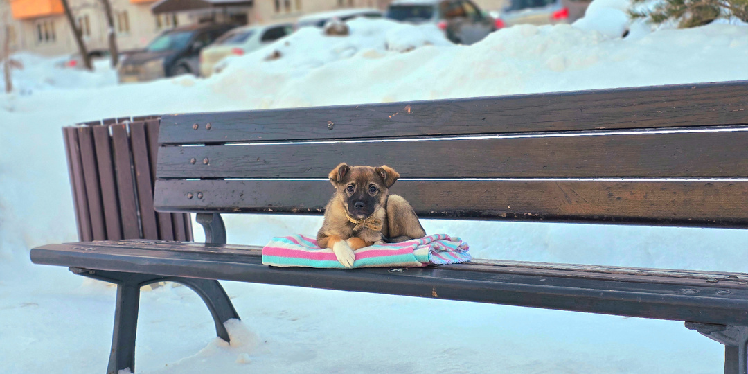 От щенка отказались дважды!