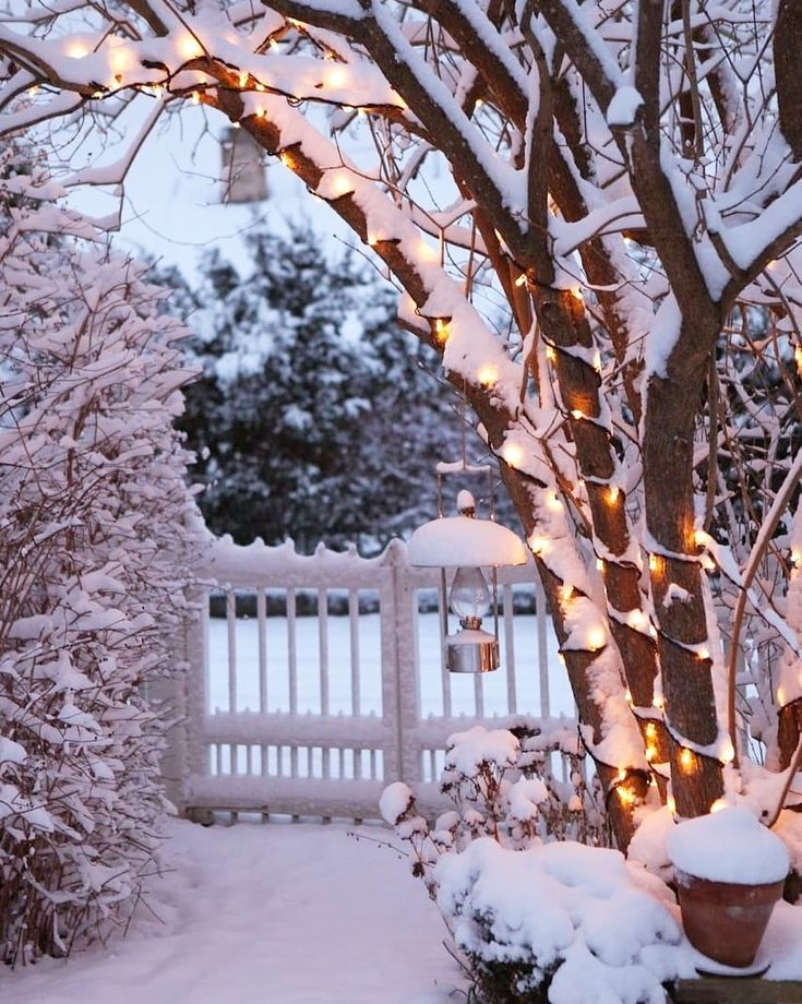 Зимний сад в Сибири: снег, свет и яркие акценты создают волшебство