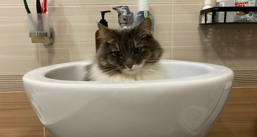    Фото prochepetsk.ru