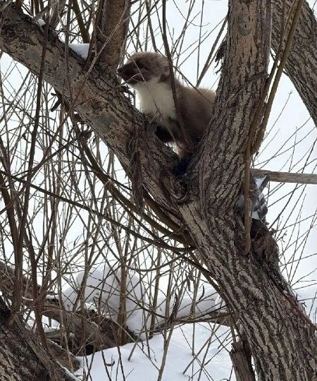 В Башкирии куница попала в капкан и едва не погибла