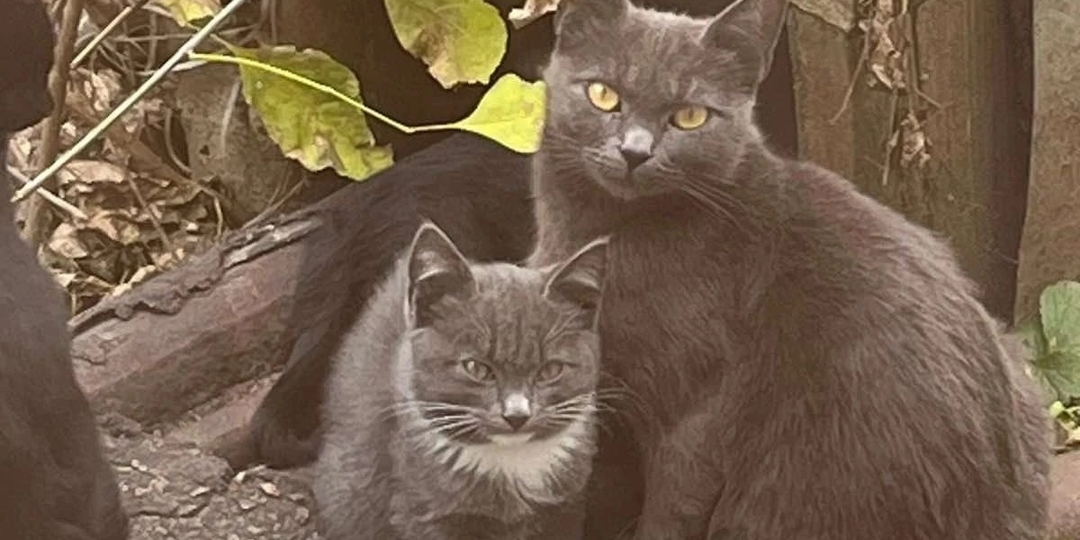 У всех волонтёров есть кошки‑невидимки - те, кто держится в стороне и остаётся незамеченным. Одной из таких кошек у нас стала Одри.