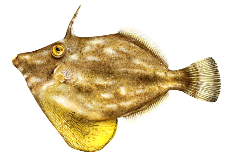 Stephanolepis hispidus