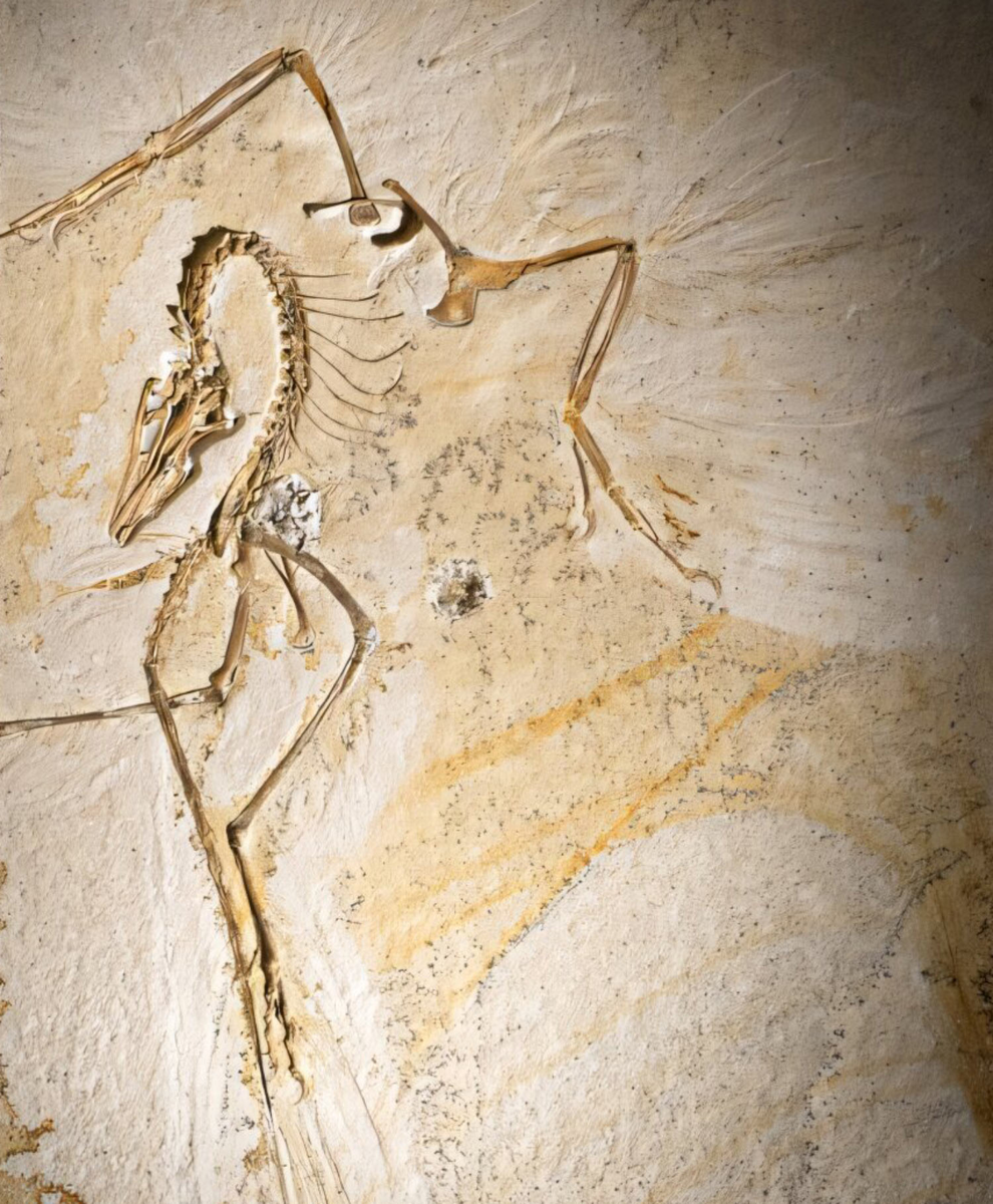 Чикагский археоптерикс