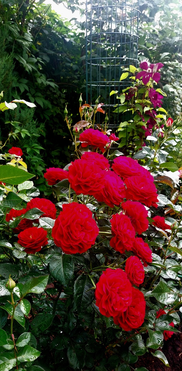 Бордо. Флорибунда