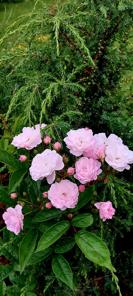 Петит де Терра Франш. Мускусный гибрид