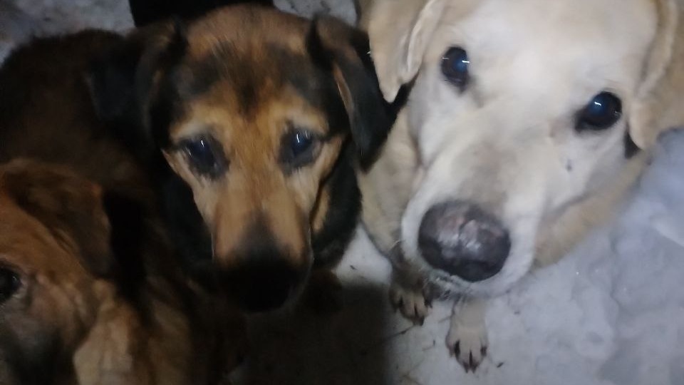 Вчера не удалось купить корм на базе😔