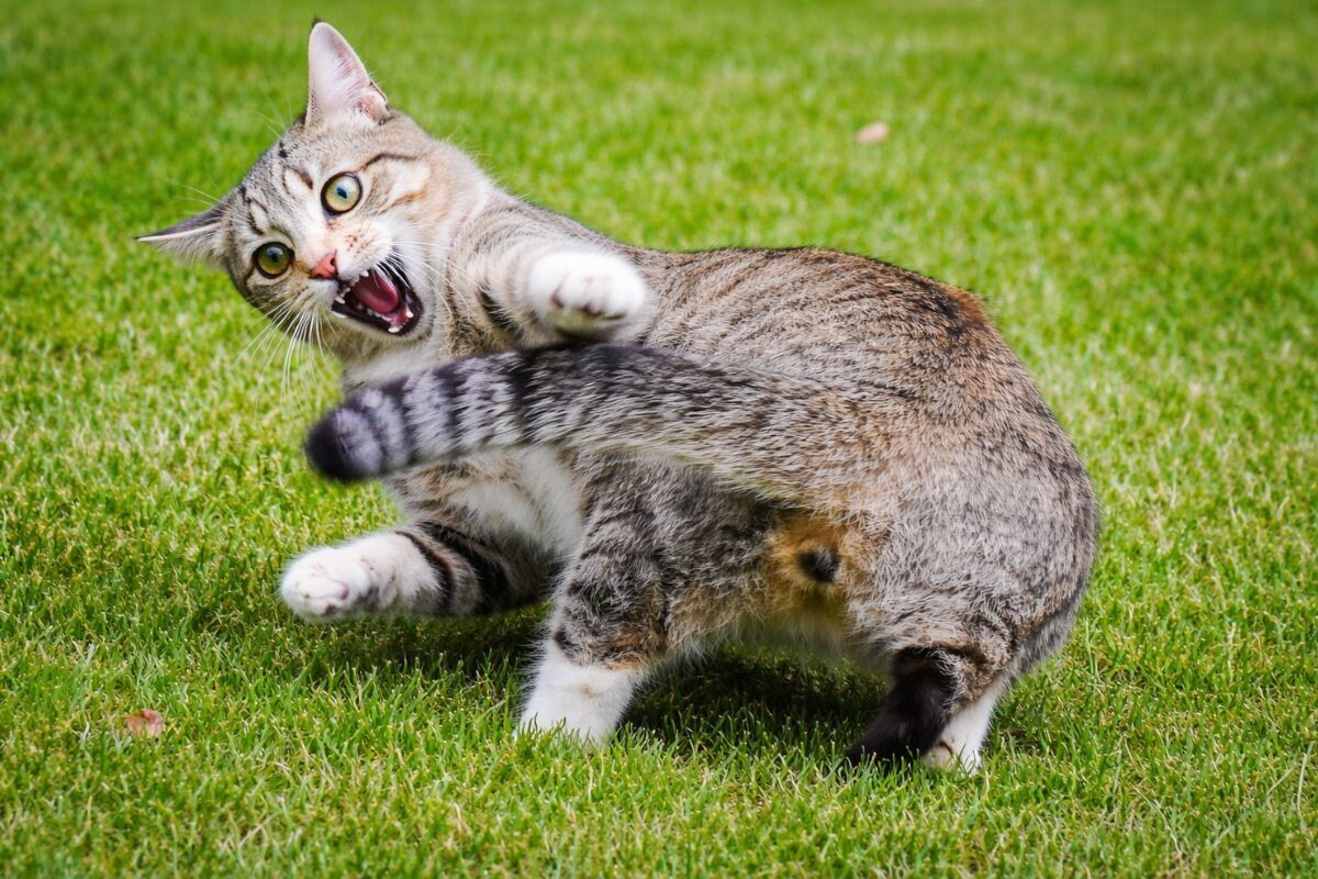 Охота за хвостом